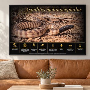 Peut inclure: Une affiche murale éducative encadrée présentant une photographie d'un serpent Aspidites melanocephalus au corps brun rayé et à la tête noire, sur un sol naturel. L'affiche comporte du texte et des icônes dorés détaillant les faits sur l'espèce.