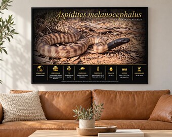 ASPIDITES MELANOCEPHALUS - Black head Python- Printable Educational Poster fr/en/de/it/es language