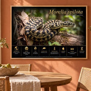 Può includere: Una stampa artistica incorniciata raffigurante un serpente Morelia spilota avvolto su un ramo. L'immagine include testo e icone dorate che descrivono habitat, dieta, temperatura, umidità, dimensioni e durata della vita su sfondo nero.