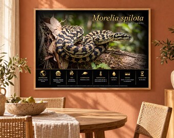 MORELIA SPILOTA -  Printable Educational Poster fr/en/de/it/es language