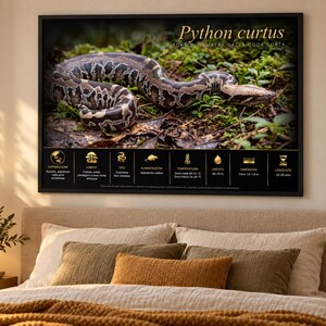 Puede incluir: Un cuadro decorativo enmarcado que muestra una serpiente Python curtus en el suelo del bosque. La parte superior muestra el nombre, mientras que el panel negro inferior contiene iconos y texto dorado sobre distribuci&oacute;n, h&aacute;bitat y cuidados.