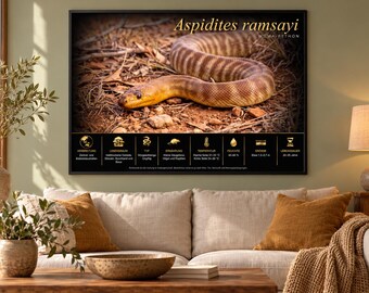 ASPIDITES RAMSAYI - Printbare educatieve poster (fr/en/de/it/es-taal)
