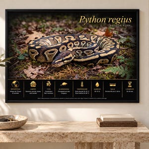 Może przedstawiać: Oprawiony wydruk ścienny przedstawiający fotografię zwiniętego węża Python regius na leśnym podłożu. Wydruk zawiera tekst Python regius, Python Royal oraz czarną tabelę informacyjną ze złotymi ikonami dotyczącymi siedliska i opieki.