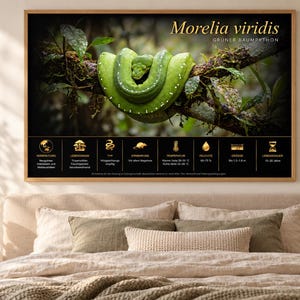 Op de afbeelding: Een ingelijste horizontale wandprint met een felgroene Morelia viridis slang op een tak. Het onderste gedeelte bevat gouden iconen en Duitse tekst met details over het leefgebied, de temperatuur, de luchtvochtigheid, de grootte en de levensduur.