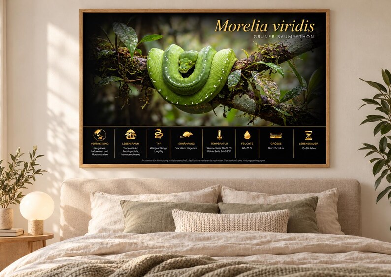 Op de afbeelding: Een ingelijste horizontale wandprint met een felgroene Morelia viridis slang op een tak. Het onderste gedeelte bevat gouden iconen en Duitse tekst met details over het leefgebied, de temperatuur, de luchtvochtigheid, de grootte en de levensduur.