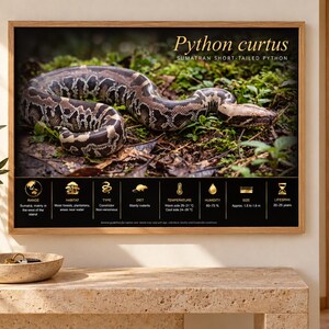Puede incluir: Una l&aacute;mina educativa enmarcada que muestra una pit&oacute;n de cola corta de Sumatra, Python curtus, sobre el suelo del bosque. La impresi&oacute;n incluye texto e iconos dorados que detallan el h&aacute;bitat, la dieta, la temperatura y la esperanza de vida.