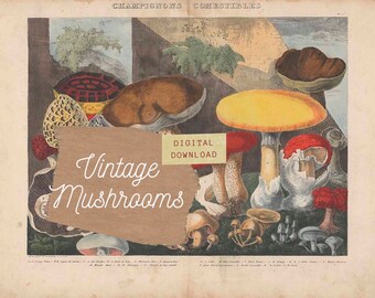 Vintage Mushrooms from French Lithographs, Junk Journal Ephemera Kit, Collage Pages | Digital Download