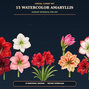 Könnte beinhalten: Ein digitales Clipart-Set mit 15 Aquarell-Amaryllis-Blüten in verschiedenen Rot-, Rosa-, Weiß- und Pfirsichtönen. Der Text lautet: DIGITAL CLIPART SET, 15 WATERCOLOR AMARYLLIS, ELEGANT BOTANICAL PNG ART, 15 INDIVIDUAL DESIGNS, INSTANT DOWNLOAD.