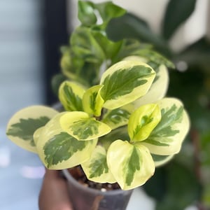 May include: A Peperomia obtusifolia variegata plant in a small plastic pot. The plant features thick, succulent-like leaves with a variegated pattern of creamy yellow margins and deep green centers, arranged in a dense, bushy, and upright growth habit.