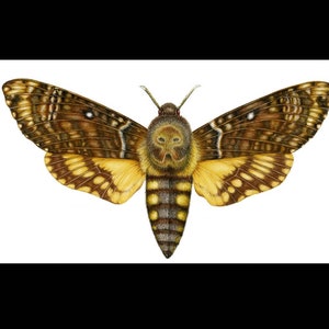 May include: A detailed illustration of a Death's-head Hawkmoth, a large moth with a distinctive skull-like pattern on its thorax. The moth has brown and yellow wings with black markings and a prominent, furry body.