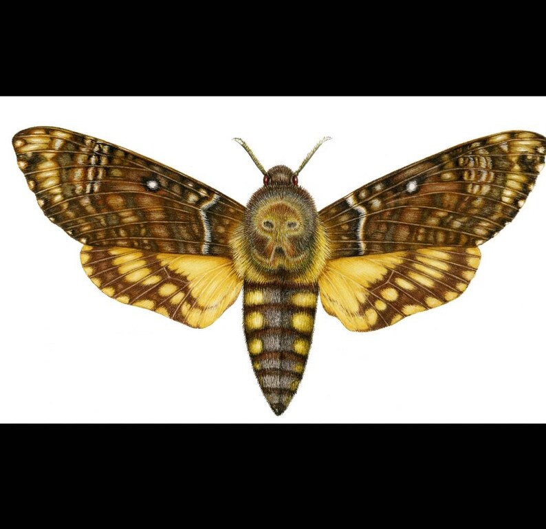 May include: A detailed illustration of a Death's-head Hawkmoth, a large moth with a distinctive skull-like pattern on its thorax. The moth has brown and yellow wings with black markings and a prominent, furry body.