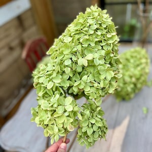 May include: A large, cone-shaped cluster of dried hydrangea flowers in a pale lime green color. The flower head is composed of numerous small, delicate petals with a papery texture, attached to a single thin, woody stem at the base.