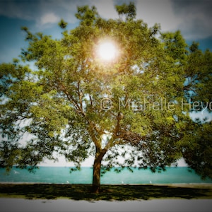 Fine Art Photographic Print on Metallic Paper- 8&quot; x 10&quot;- &quot;Chakra&quot;- Summer Tree Glowing