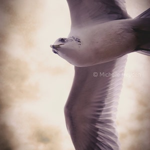 May include: A white seagull with black wing tips flies against a cloudy sky. The seagull is in flight with its wings spread wide. The sky is a light brown color with white clouds.