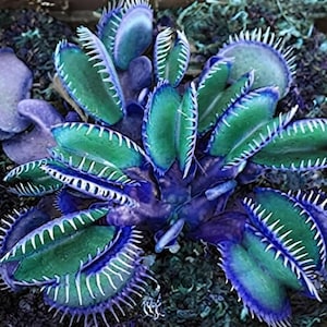 Könnte beinhalten: Eine Venusfliegenfalle mit leuchtend grünen Blättern, tiefvioletten Rändern und scharfen weißen Randdornen, begleitet von einer kleinen violetten sukkulenten Pflanze, eingebettet in ein dunkles, strukturiertes Moos-Substrat.