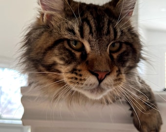 Dukie, die Maine Coon, Kalender 2027 – Druckbarer digitaler Wandkalender – Niedlicher Katzenfotokalender – Sofort-Download (PDF)