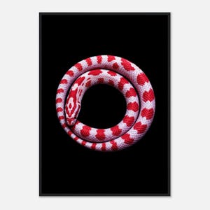 May include: A coiled snake with a vibrant pattern of bright red and white scales arranged in alternating bands. The snake is positioned in a circular shape against a solid black background, showcasing its distinct markings and textured skin.