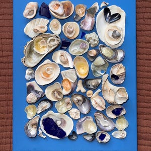 May include: A rectangular canvas painted in solid blue, featuring a collage of various seashells and small pieces of dark blue sea glass arranged across the surface. The collection includes diverse shell shapes, textures, and sizes in white, tan, and grey tones.