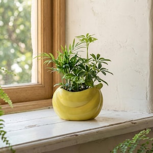 Puede incluir: Una maceta de cerámica de color amarillo brillante con forma de plátano, que contiene una pequeña planta verde con varios tallos y hojas puntiagudas. La maceta tiene un acabado liso y brillante con una forma curva que imita un plátano.