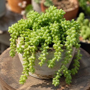 May include: A Sedum morganianum plant, commonly known as a burro's tail, with trailing stems of plump, light green, teardrop-shaped leaves. The succulent is potted in a weathered, off-white ceramic container with a rustic, distressed finish.