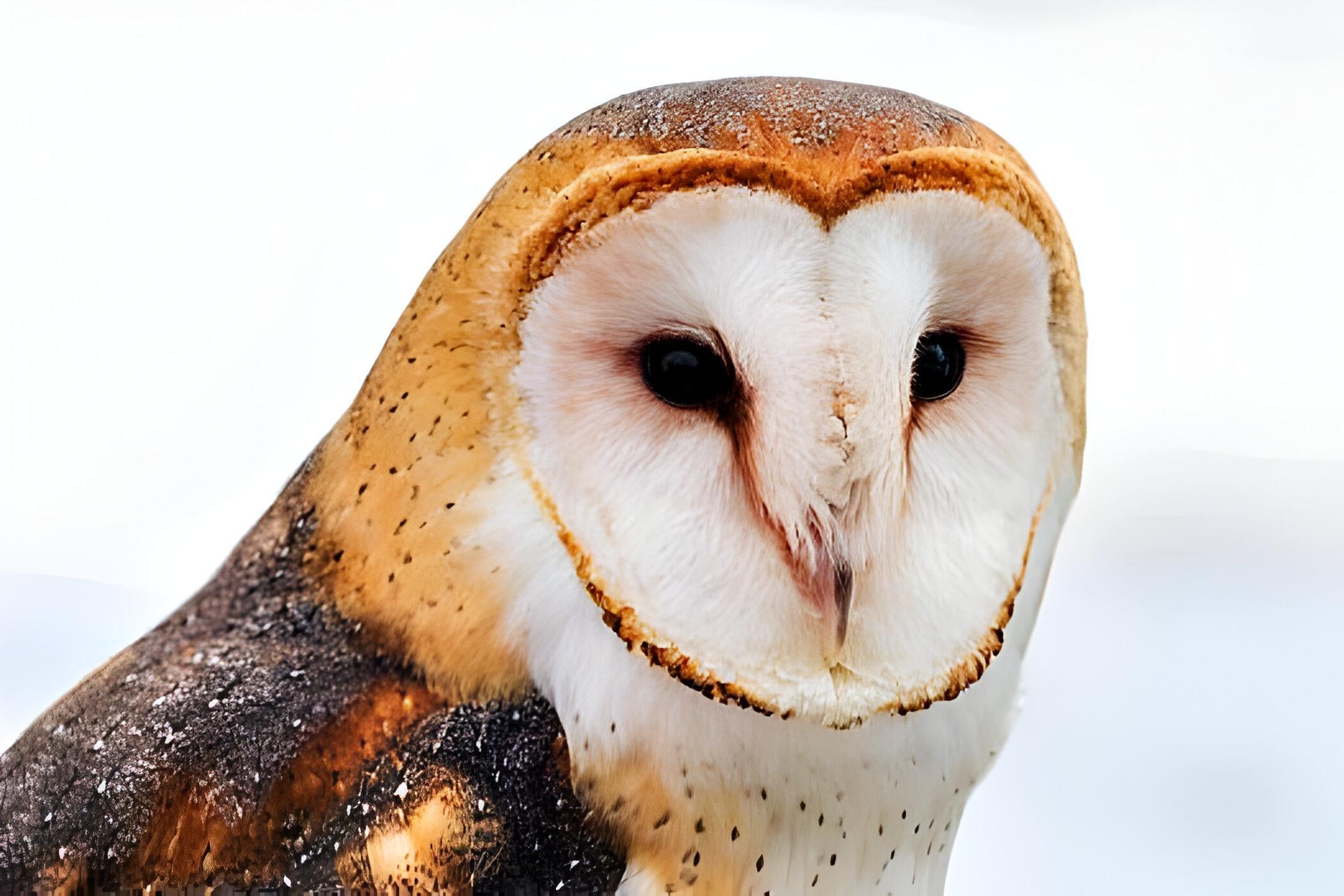 Barn Owl Photograph with Cardboard Frame