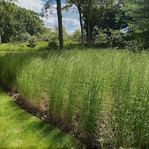 May include: A landscape view featuring a large patch of tall, vibrant green ornamental grass growing in a garden bed. The grass is bordered by a neatly manicured lawn on the left side, with mature trees and a blue sky visible in the background.