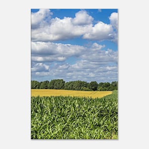 Peut inclure: Un paysage photographique montrant au premier plan des tiges de maïs vert vif, un champ de blé doré au milieu, une ligne d'arbres vert foncé au loin et un ciel bleu éclatant rempli de nuages blancs cotonneux au-dessus de l'horizon.