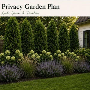 Può includere: Un progetto di giardino intitolato Privacy Garden Plan, Lush, Green & Timeless. La scena presenta una fila di alti alberi sempreverdi conici, uno strato intermedio di arbusti di ortensie verdi e piante a fiori viola in primo piano.
