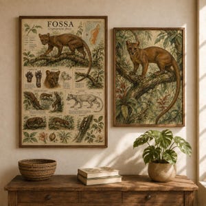 May include: Two framed wall art prints featuring the Fossa, Cryptoprocta ferox. The left print is an educational zoological chart with text, diagrams, and illustrations of the animal. The right print shows a single detailed illustration of a Fossa.