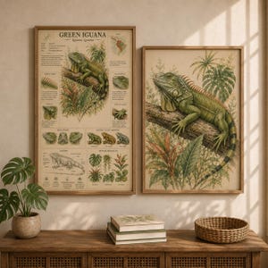 Op de afbeelding: Twee ingelijste wandplaten met groene leguanen. De linkerplaat is een wetenschappelijke kaart met de titel GREEN IGUANA, tekst, diagrammen en illustraties. De rechterplaat toont een grote groene leguaan op een boomtak.