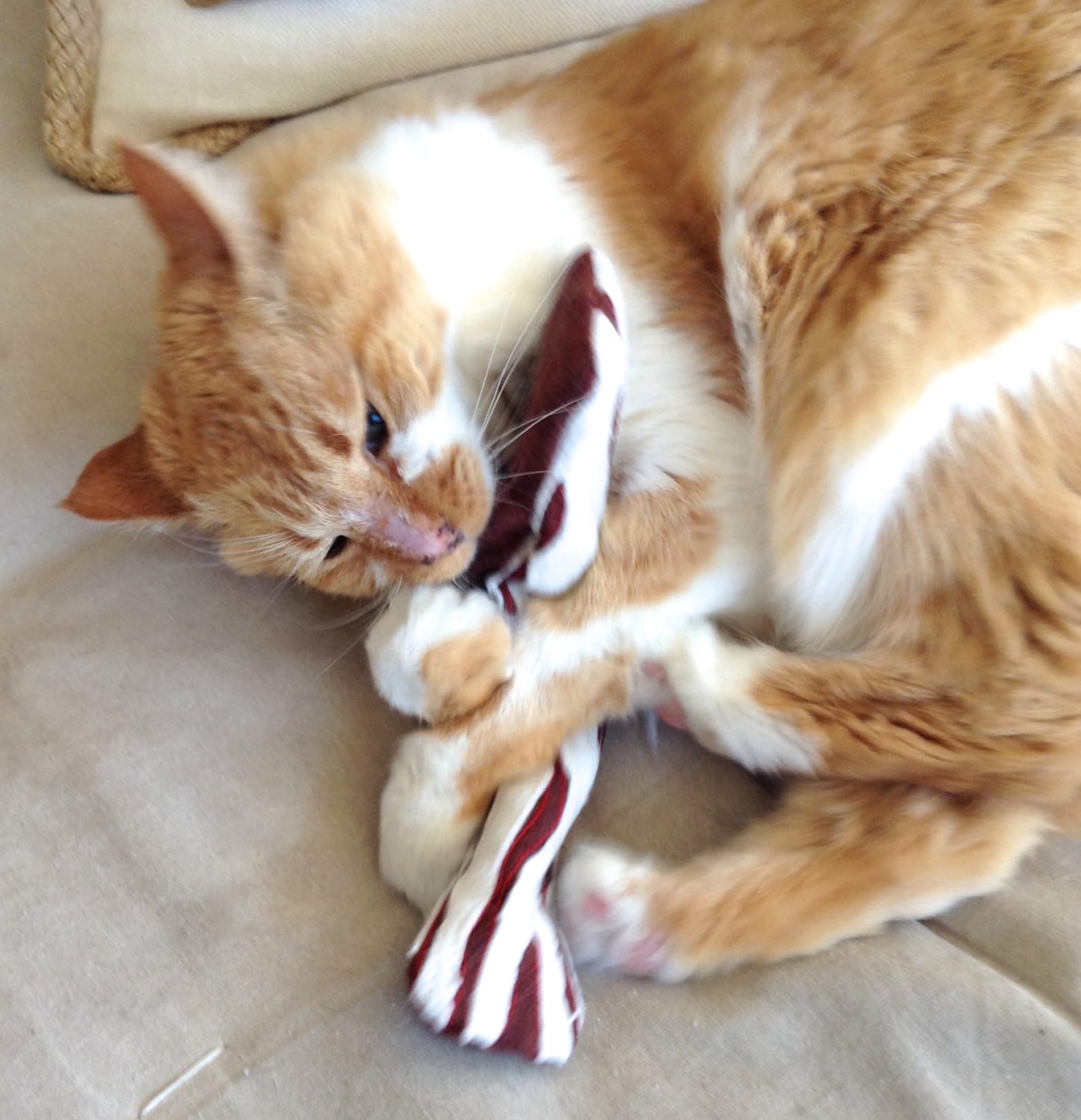 Catnip Bacon Cat Toy Bacon Cat Toy Organic Catnip Toy Etsy
