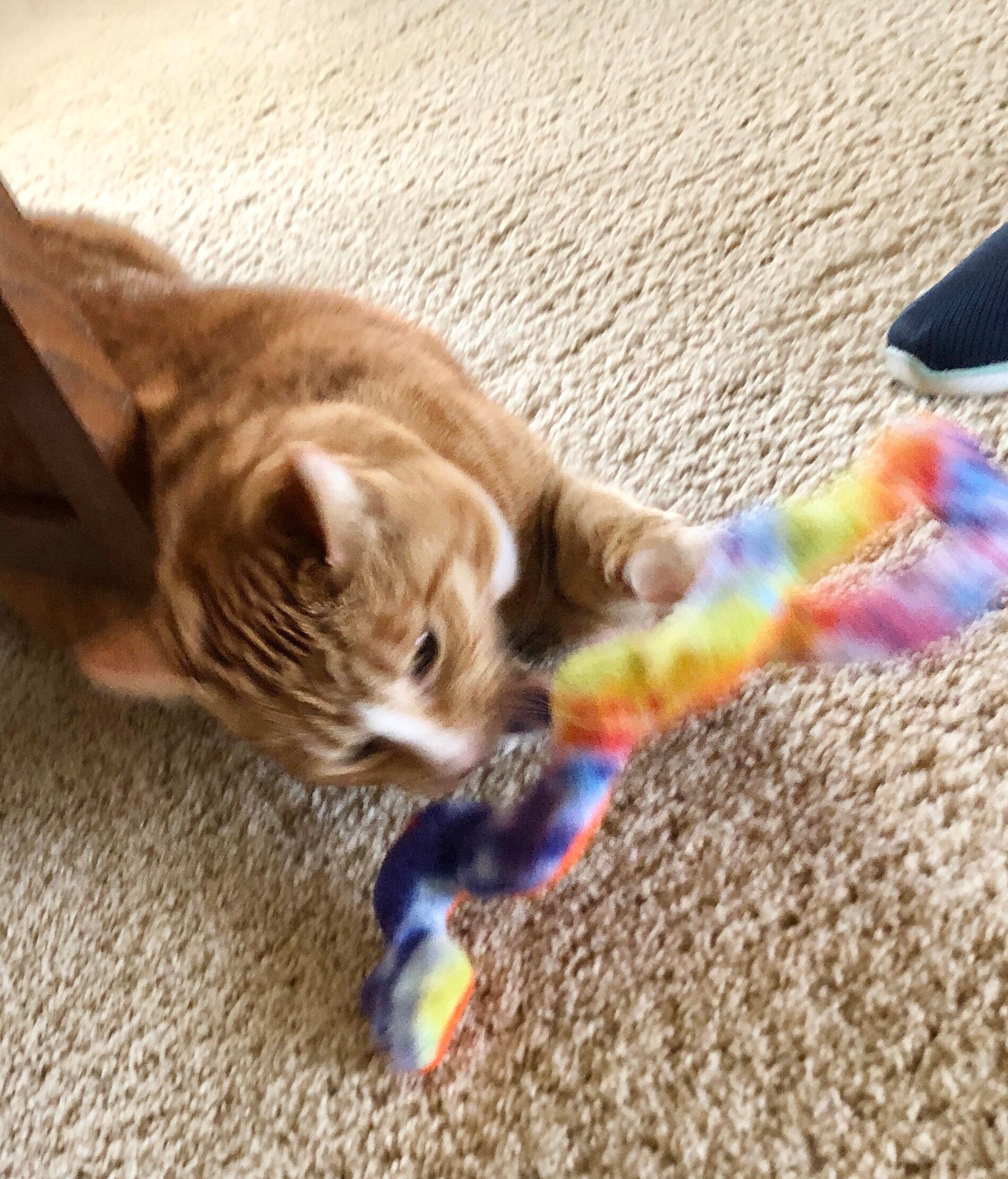Catnip Snake Cat Toy Snake Cat Toy Organic Catnip Toy Etsy