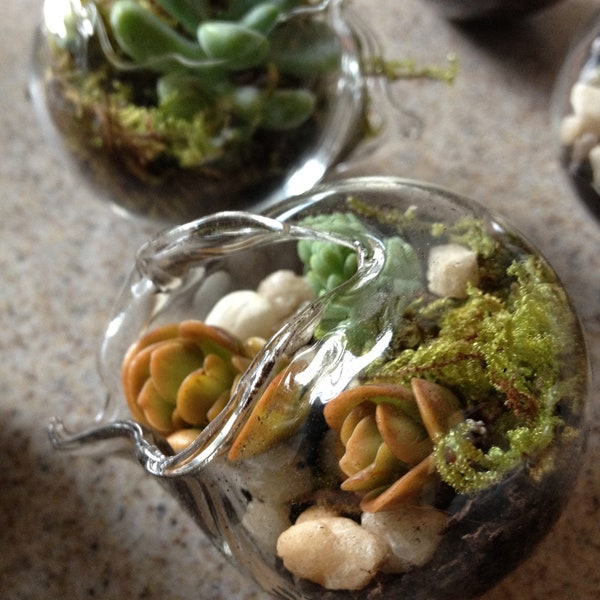 Remainder for Robin mini terrariums