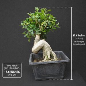Pode incluir: Um bonsai com um tronco grosso, texturizado e de cor clara, com folhas verdes densas, plantado num vaso quadrado preto. A altura total da árvore e do vaso é de 39,6 cm (15,6 polegadas), conforme indicado pelas etiquetas de texto.