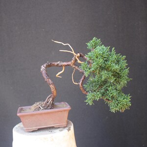 Op de afbeelding: Een jeneverbes bonsai met een gebogen, getextureerde bruine stam en zichtbare lichtgekleurde wortels. De boom heeft dicht, levendig groen blad dat aan één kant is geconcentreerd en staat in een rechthoekige, matbruine keramische pot.