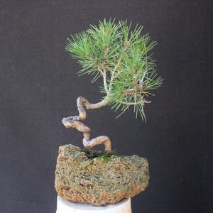 Puede incluir: Un pequeño bonsái de pino con un tronco de color claro distintivamente retorcido y agujas de color verde vibrante. El árbol está enraizado en una base de roca porosa y texturizada de color marrón claro con parches de musgo verde.