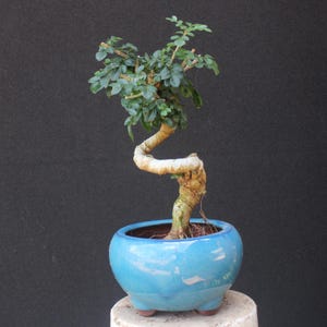 Pode incluir: Um pequeno bonsai com um tronco sinuoso de cor clara e folhagem verde densa. A árvore está plantada num vaso de cerâmica redondo, brilhante e azul vivo com três pés pequenos, exibindo uma estrutura de tronco em forma de S e folhas.