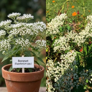 以下が含まれることがあります： テラコッタの鉢に植えられた小さな白い花と緑の葉を持つボーンセット（Eupatorium spp.）の植物。黒い文字で「Boneset (Eupatorium spp.)」と書かれた白い長方形の植物ラベルが土に差し込まれています。