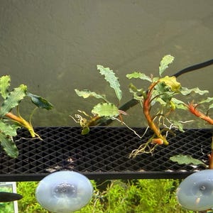 May include: A black plastic aquarium plant rack with a grid pattern, featuring four aquatic plants with wavy green leaves and reddish stems attached to the surface. Two clear suction cups are mounted on the front edge for tank attachment.