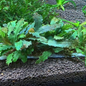 Buce sp. Godzilla
