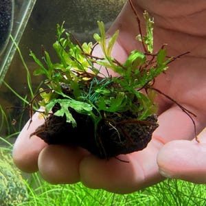 May include: A small, dark, porous volcanic rock serves as a base for a cluster of vibrant green aquatic fern leaves. The plant features delicate, thin, branching stems and narrow, jagged foliage that grows outward from the textured stone surface.