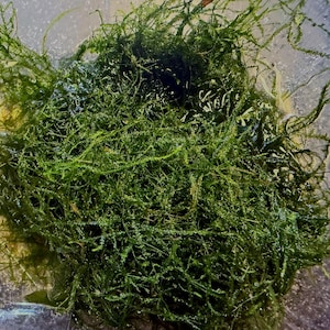 May include: A dense cluster of vibrant green aquatic moss with fine, branching filaments. The moss appears wet and is contained within a clear, transparent vessel, showcasing its intricate, tangled texture and deep emerald coloration throughout.