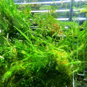 May include: A dense cluster of vibrant green aquatic moss submerged in water. The plant features delicate, feathery, branching stems with fine, needle-like leaves that create a lush, tangled texture throughout the clear, transparent container.
