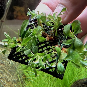 May include: A cluster of small, vibrant green aquatic plants attached to a square, black plastic grid. The plants feature multiple slender, pointed leaves radiating from central stems, secured to the grid with thin, dark green thread.