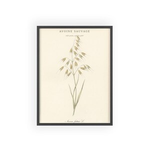 Wild Oat Botanical Print, Vintage French Grass Illustration, Avena Wall Art, Antique Meadow Poster, Rustic Farmhouse Decor