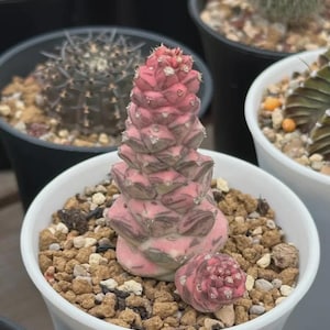レア実生！ マフィンゲンシス ユーフォルビア モナデニウム 多肉植物