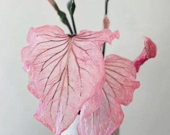 Pink Princess Symphony Caladium Bulbs PPP - Live Plant | Houseplants