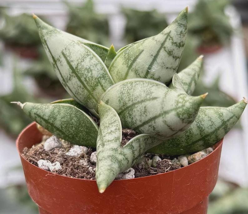 Sansevieria - Etsy 日本