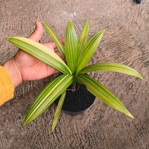 Variegated Lipstick Palm (Cyrtostachys renda) Live Plant | Tropical Variegated | Free Phyto Certificate