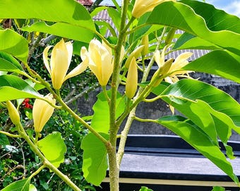 Vit magnolia champaca-växter – Michelia champaka (fytosanitärt certifikat)